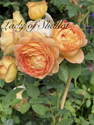 Lady of Shallot.jpeg